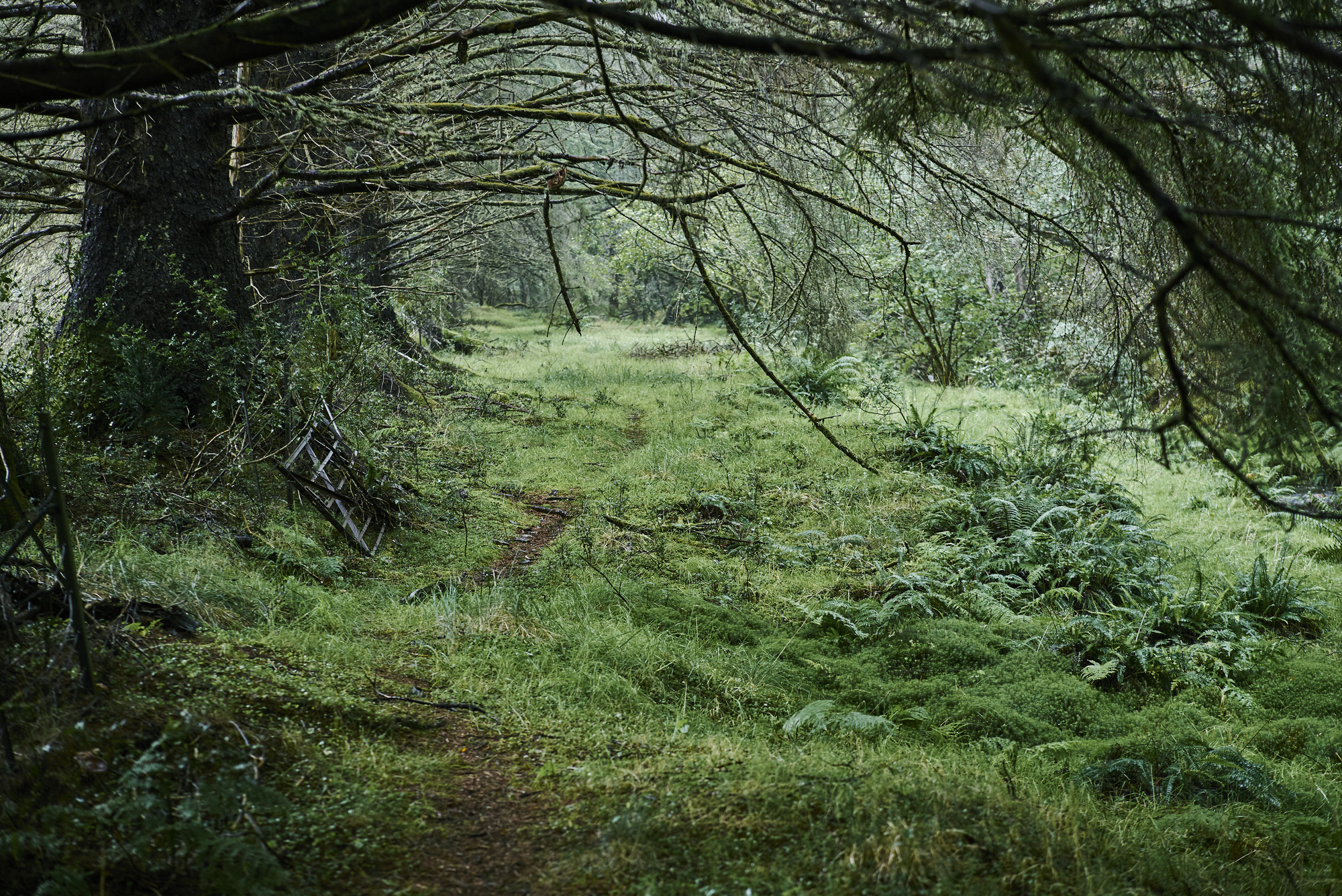 Woodland trail with tree and ferns, Glen Righ, near Fort William