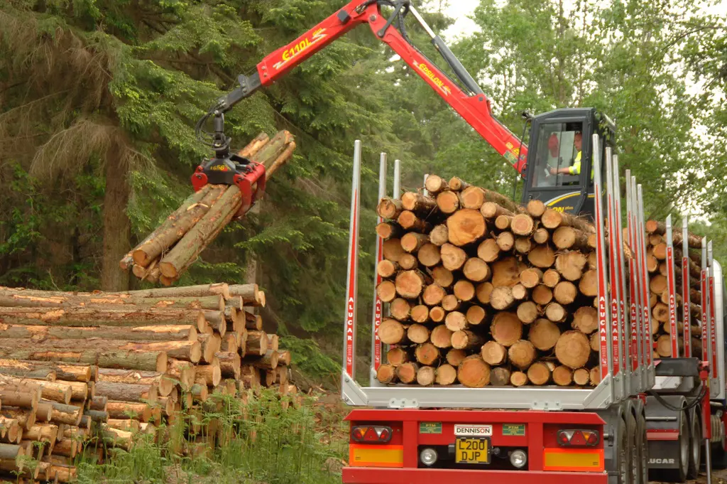 Timber lorry operator lifting logs onto lorry with crane.