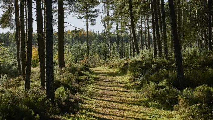 Path through a woodland.