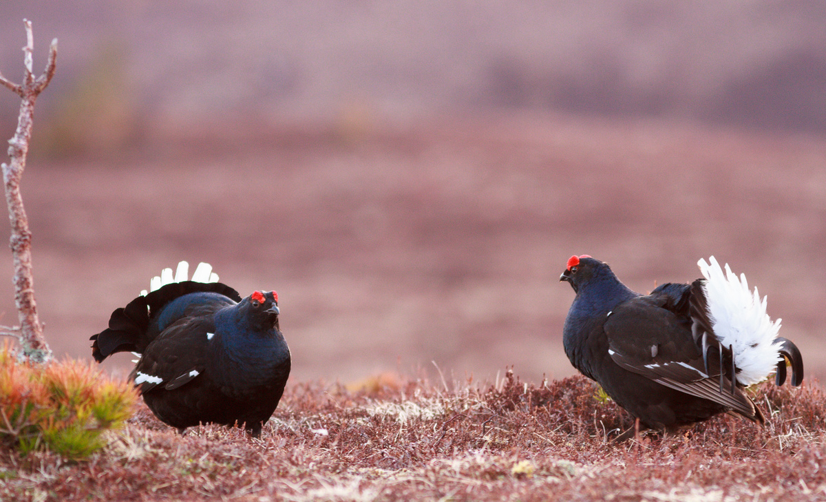 Scotland deals Grouse from the In Caste