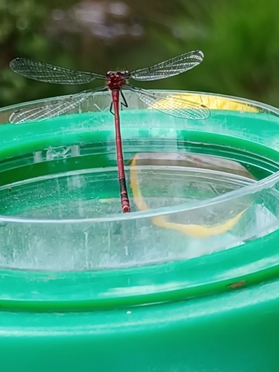 A large red damselfly in a green cup