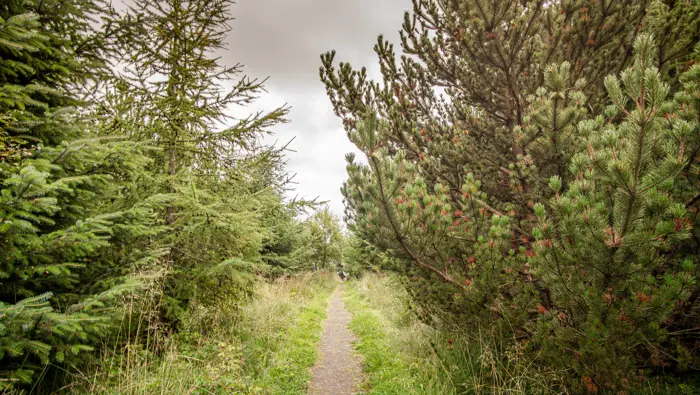 A walkway through a mixed woodland with a loch, flowers and grass